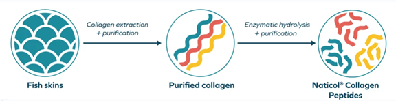 All about marine collagen peptides